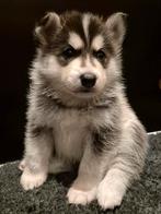 🐾 Pomsky pups🐶Geteste Ouders🐾Mag eind december verhuizen, Dieren en Toebehoren, Overige rassen, CDV (hondenziekte), 8 tot 15 weken