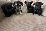 Chihuahua X Toypoedel pups te koop, Dieren en Toebehoren, Honden | Chihuahua's en Gezelschapshonden, Overige rassen, 8 tot 15 weken