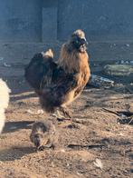 Zijdehoen haan, Dieren en Toebehoren, Pluimvee, Mannelijk, Kip