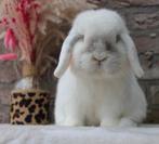 Raszuiver minilop ram, Mannelijk, Dwerg