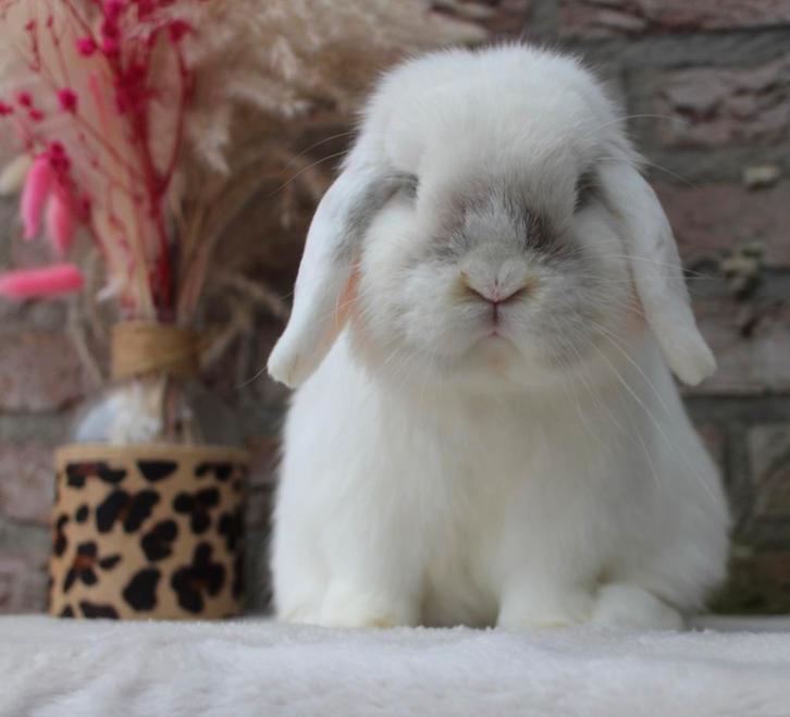 Raszuiver minilop ram, Dieren en Toebehoren, Konijnen, Dwerg, Mannelijk
