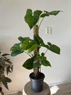 Syngonium mottled mojito, Huis en Inrichting, Kamerplanten, Ophalen, Halfschaduw, Minder dan 100 cm