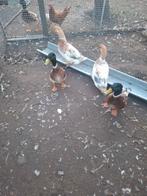 Span Streicher eenden, Meerdere dieren, Eend