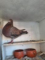 Rustige duif, Dieren en Toebehoren, Vrouwelijk, Kropper