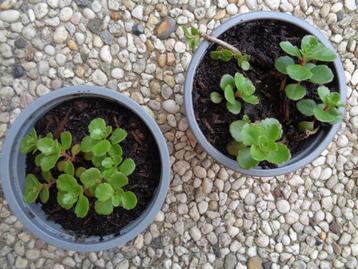 2 potjes SEDUM SIEBOLDII vetplantjes rotstuin plantjes beschikbaar voor biedingen