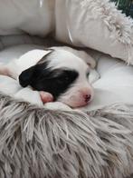 Pups hondjes, Dieren en Toebehoren, Honden | Niet-rashonden, 8 tot 15 weken, CDV (hondenziekte), Meerdere, Meerdere dieren