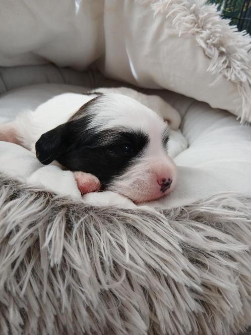 Pups hondjes, Dieren en Toebehoren, Honden | Niet-rashonden, Klein, Meerdere dieren, Particulier, Meerdere, Nederland, 8 tot 15 weken