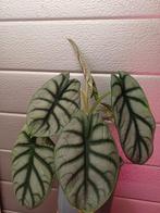 Alocasia Silver Dragon Knol, Overige soorten, Vaste plant, Ophalen of Verzenden, Bloeit niet