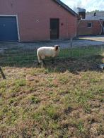 Schoonebeeker schaap/ram, Dieren en Toebehoren, Mannelijk, Schaap, 0 tot 2 jaar