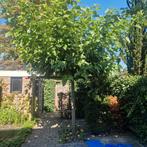 lei boom gratis - zelf uitgraven, Tuin en Terras, Planten | Bomen, Ophalen, Halfschaduw, Overige soorten