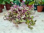 Tradescantia Purple Passion - Pot 12, Overige soorten, In pot, Minder dan 100 cm, Groene kamerplant