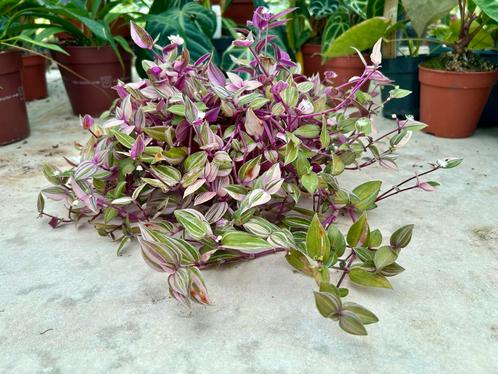 Tradescantia Purple Passion - Pot 12, Huis en Inrichting, Kamerplanten, Overige soorten, Minder dan 100 cm, Groene kamerplant