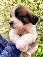 Sint Bernard pups, België, Particulier, Rabiës (hondsdolheid), Overige rassen