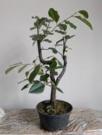 Pseudocydonia sinensis 'Chinese kweepeer' Bonsai starter, Tuin en Terras, Planten | Bomen, Bloeit niet, Halfschaduw, Minder dan 100 cm