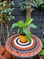 Lepelplant, Ophalen, Overige soorten, Volle zon