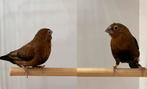 Koppeltje zilverbekjes donkerbuik, Dieren en Toebehoren, Meerdere dieren, Geringd