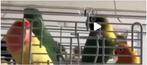 Aangeboden agapornis 4x, Dieren en Toebehoren, Vogels | Parkieten en Papegaaien, Meerdere dieren, Dwergpapegaai of Agapornis, Tam