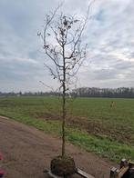 Rode Beuk (Fagus sylvatica atropurpurea) 10-12, Bloeit niet, 250 tot 400 cm, Volle zon, In pot