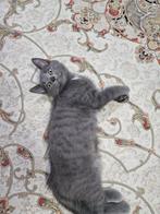 Kater, Kater