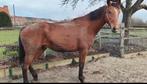 7 jarige Casall x Landgraf l x Caletto ll merrie, Merrie, Springpaard, Gechipt, Zadelmak