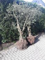 Olijfboom ca 275 cm hoog stamomtrek ca 85 cm , Tuin en Terras, Planten | Bomen, Bloeit niet, Ophalen of Verzenden, Olijfboom, 250 tot 400 cm