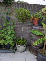 keuken laurier | Laurus Nobilis, Dé eetbare laurier, Ophalen, Vaste plant, Kruiden, Halfschaduw