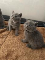 Brits korthaar kittens, Dieren en Toebehoren, Katten en Kittens | Raskatten | Korthaar, Gechipt, Meerdere dieren, 0 tot 2 jaar