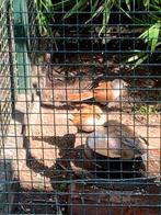 Te koop koppel baardmannetjes., Dieren en Toebehoren, Vogels | Overige Vogels, Meerdere dieren, Wildzangvogel, Geringd