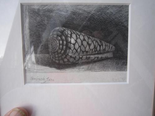 REMBRANDT, Nadruk ets "" DE SCHELP "" in mooi lijstje, Antiek en Kunst, Kunst | Etsen en Gravures, Ophalen
