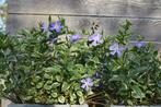 hemelsleutel verbena zenegroen geranium maagdenpalm kruiden, Ophalen of Verzenden, Vaste plant