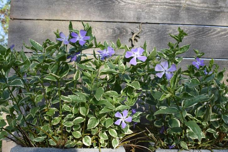 hemelsleutel verbena zenegroen geranium maagdenpalm kruiden, Tuin en Terras, Planten | Tuinplanten, Vaste plant, Ophalen of Verzenden