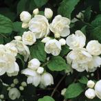 **ACTIE** Philadelphus virginal wit bloeiende boeren jasmijn, Ophalen of Verzenden, Overige soorten, Struik, 100 tot 250 cm