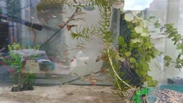 Guppen gratis beschikbaar voor biedingen