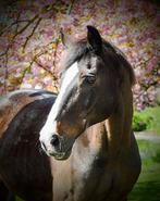 Gezocht Paddock Paradise, Dieren en Toebehoren