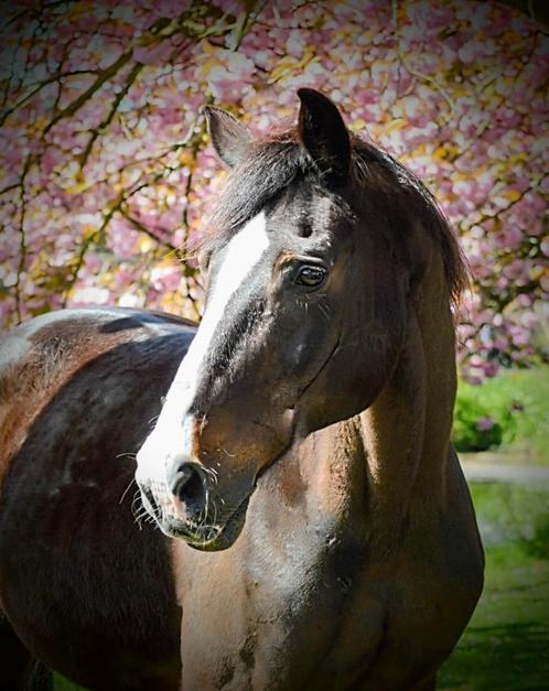 Gezocht "Paddock Paradise", Dieren en Toebehoren, Stalling en Weidegang