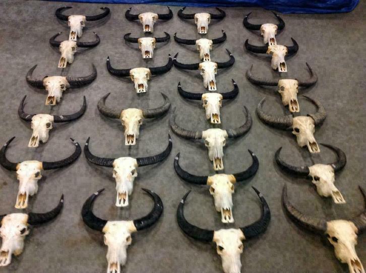 Waterbuffel schedel, gewei, hoorn, echte buffelschedel, Verzamelen, Dierenverzamelingen, Nieuw, Schedel, Overige soorten, Ophalen of Verzenden