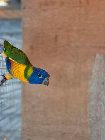 Lori van de blauwe bergen. beschikbaar voor biedingen