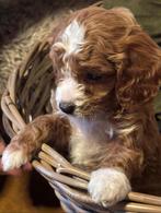 Prachtige cavapoo pups, CDV (hondenziekte), 8 tot 15 weken, Meerdere, Nederland