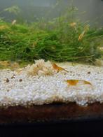 Oranje rili garnalen, Dieren en Toebehoren, Vissen | Aquariumvissen, Kreeft, Krab of Garnaal