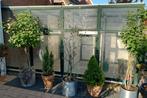 Aluminium groen gepoedercoat Volière!, Dieren en Toebehoren, Vogels | Hokken en Kooien, Ophalen, Zo goed als nieuw, Aluminium