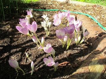 mj/HERFSTTIJLOOS/COLCHICUM AUTUMNALE/bollen/knollen/biologi beschikbaar voor biedingen