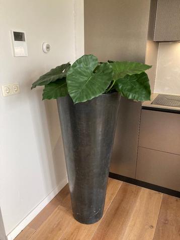 Metalen Hoge Zwarte Bloempot - Plantenpot - Plantenbak beschikbaar voor biedingen