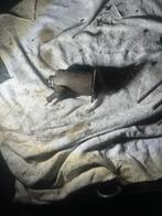 Startmotor sym mio, Fietsen en Brommers, Ophalen of Verzenden, Gebruikt, Overige typen, SYM