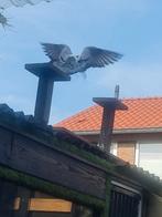 Postduiven, Dieren en Toebehoren, Vogels | Duiven, Mannelijk, Postduif