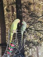 2 halsbandparkieten, Mannelijk, Parkiet, Geringd