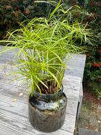 Parapluplant - Cyperus alternifolius, Ophalen, Overige soorten, In pot, Minder dan 100 cm