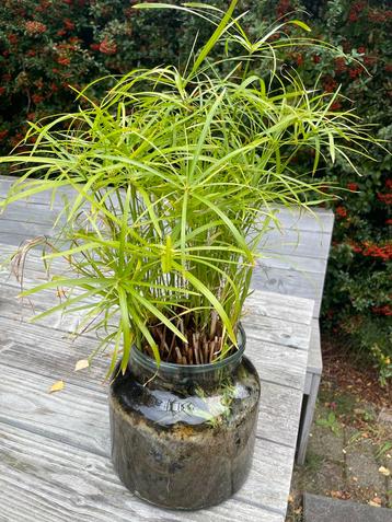 Parapluplant - Cyperus alternifolius beschikbaar voor biedingen