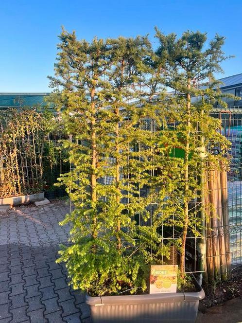 Kant en klaar hagen, opruiming, nu slechts €80,00, Tuin en Terras, Planten | Bomen, Overige soorten, Volle zon, Zomer, Ophalen