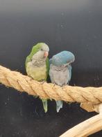 Bewezen broedkoppel muisparkiet blauw monniksparkiet, Dieren en Toebehoren, Vogels | Parkieten en Papegaaien, Meerdere dieren