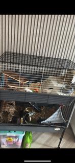 Cavia flat, Dieren en Toebehoren, Knaagdieren en Konijnen | Hokken en Kooien, 110 cm of meer, Ophalen of Verzenden, 90 cm of meer